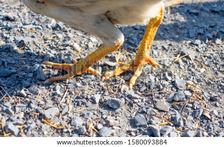 The picture of a model of a poultry feet on the ground
