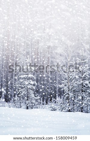 Winter. Snowfall. Photo. Royalty-Free Stock Photo #158009459