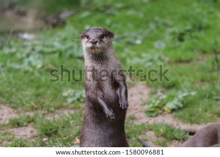 Female Asian Small-Clawed Otter, Keyah (Amblonyx cinerea)