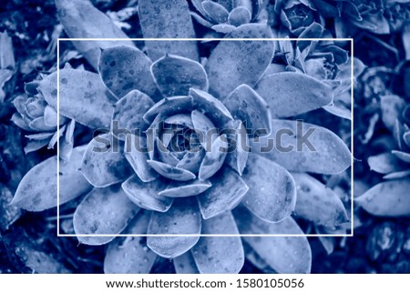 Beautiful macro shot of tropical plant in trendy classic blue color. Nature concept 2020. Natural background with shallow depth of field.