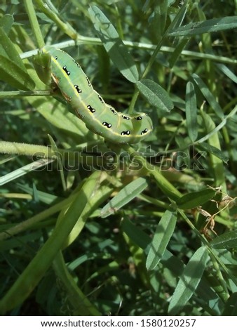 Caterpillars are the larval stage of members of the order Lepidoptera