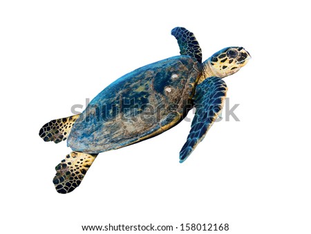 Hawksbill sea turtle (Eretmochelys imbricata), isolated on white background.