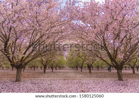 Alley in the pink blooming almond grove. Spring landscape in Israel. Interior photo