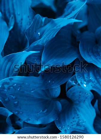 Color of the year 2020 classic blue background made of fresh wet leaves. Tropical leaves foliage, abstract leaves texture, natural floral background. Classical blue creative and moody toned picture.