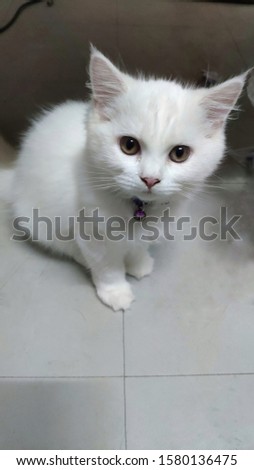 White Persian Kitten expressions do need to be loved by you.
