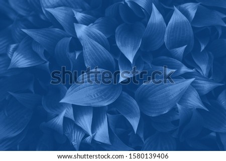 Nature concept. Top view. Green leaves texture in monochrome color. Trendy blue and calm color. Tropical leaf background