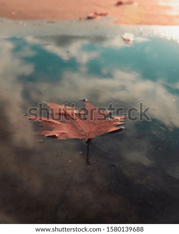 dry leaf falling into water and sky flare