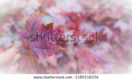 Autumn leaves stationary background with blush tone colors.