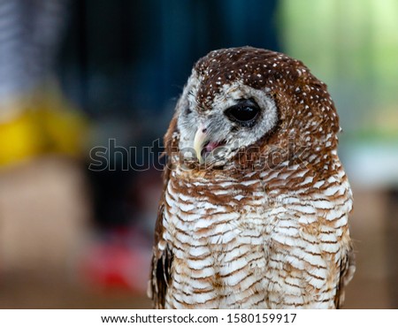 Portrait of a tawny owl, strix aluco, on natural background.