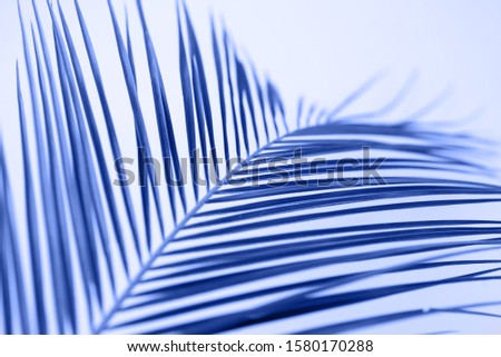 Palm leaf in a trendy blue color