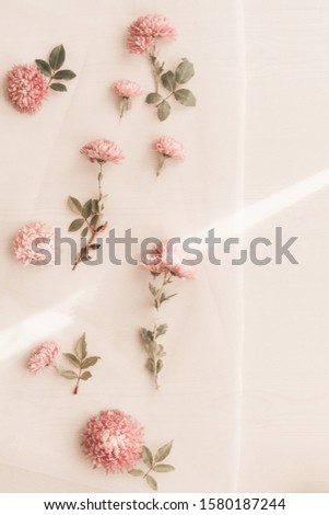 Beautiful soft pink chrysanthemums flowers on transparent tixtile on a background. Flat lay style.