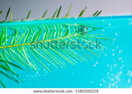 conifer branch in freezing icy water
