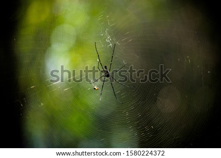 spider web insect hunt yellow