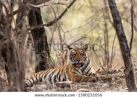 Wild Female tiger resting in dry forest during hot summers in evening safari at ranthambore national park, rajasthan, india - panthera tigris tigris