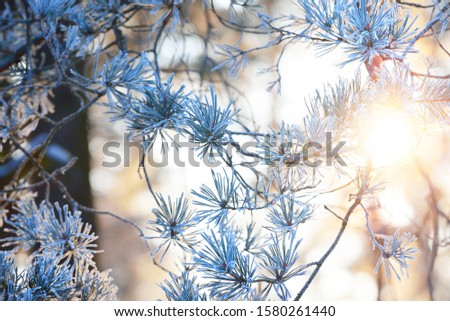 Winter forest at sunset. Snow-covered trees and beautiful evening light. Fir branches close-up. Lapland