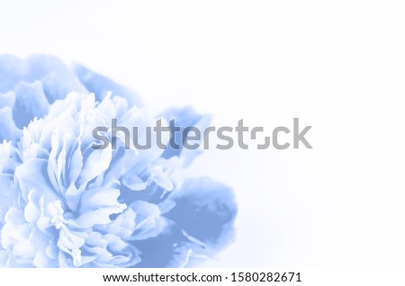 Beautiful classic blue flower on a white background.
