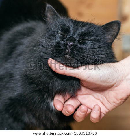 The black fluffy cat squeezed his eyes and caresses the host with his hand.