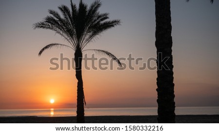 The silhouette of palm trees and a beautiful sunrise in the Mediterranean sea in the coastal town of Cullera, which is located in the community of Valencia, in Spain, Europe