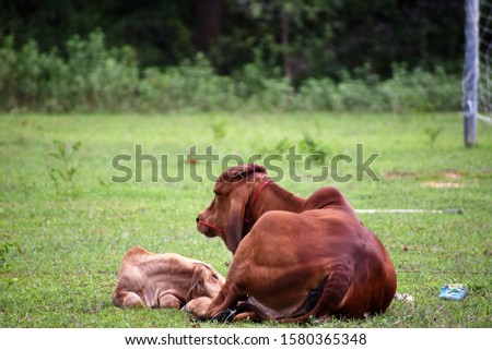 A mother cow and a calf