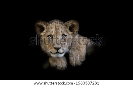 The young lion of Berber look majestic dark background.