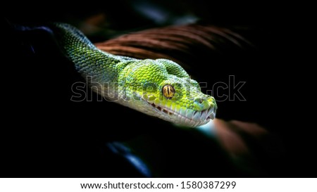 Morelia viridis, Snake Green tree python