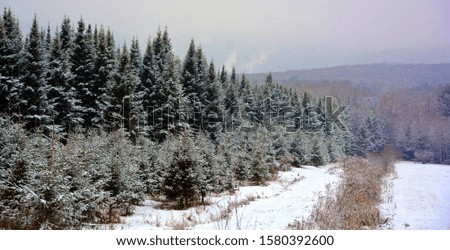Late fall, early winter christmas tree field landscape in Bromont, Eastern township  Quebec, Canada