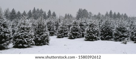 Late fall, early winter christmas tree field landscape in Bromont, Eastern township  Quebec, Canada