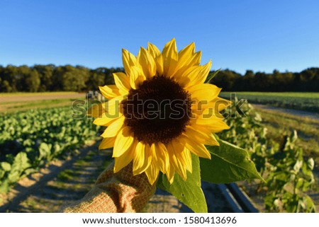 picture of a sunflower. 