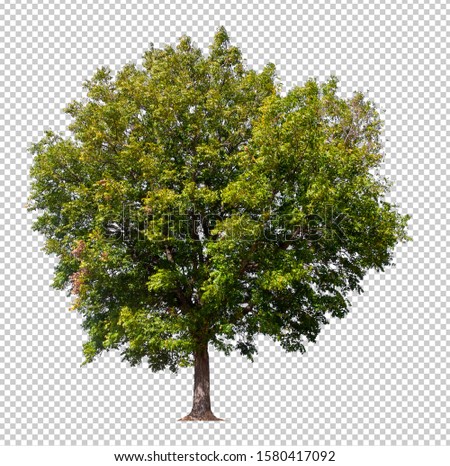 isolated tree on transperrent picture background