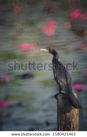 Blurred Image of the Black Cormorant bird standing on the post, seeking for fish or food.  Blurred picture by rotating lens with a wide F value technics.