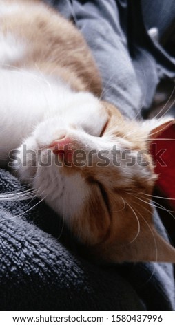 closeup of a sleeping cat