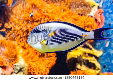 The sohal surgeonfish or sohal tang, Acanthurus sohal, is endemic to the Red Sea .Its striking blue and white horizontal stripes have made it the 'poster fish' for the sea reef environment.