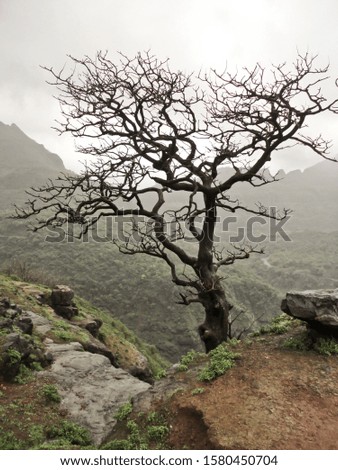 Lonely tree without leaves over the mountain