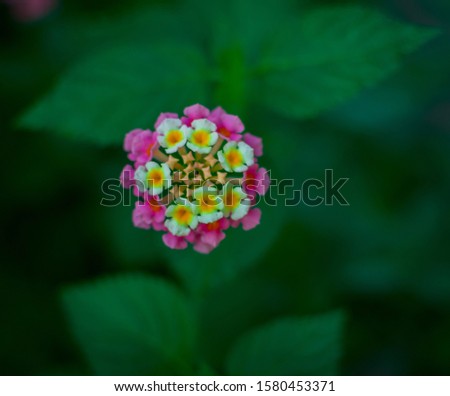 Beautiful flower of various colors. Lantana camara