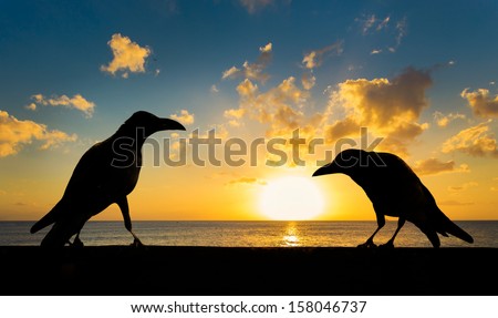 silhouette of the crows by the sea at sunset 