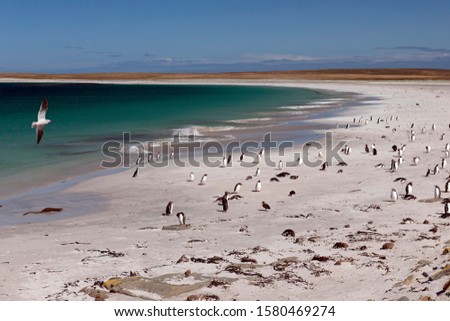 Dolphin gull (Leucophaeus scoresbii) on a beach with gentoo penguins (Pygoscelis papua) and scattered Magellanic penguins (Spheniscus magellanicus), Bleaker Island, Falkland Islands