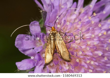 Brassy long-horn (Nemophora metallica), female looking for nectar, Untergroeningen, Baden-Wuerttemberg, Germany, Europe Royalty-Free Stock Photo #1580469313