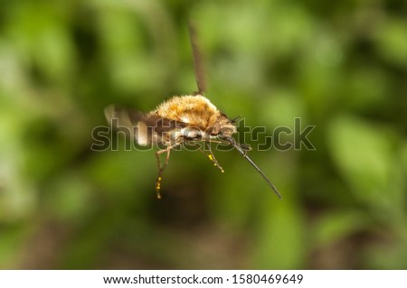 Large bee fly (Bombylius major), Untergroeningen, Baden-Wuerttemberg, Germany, Europe Royalty-Free Stock Photo #1580469649