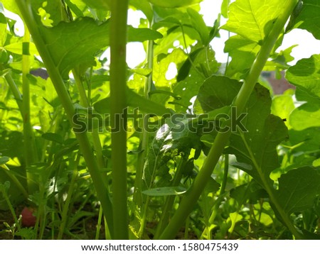 A view of leafy vegetable cultivation.
