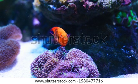 Flame Angelfish, Centropyge loricula, is a dwarf or pygmy marine angelfish from the tropical waters of the Pacific Ocean. selective focus