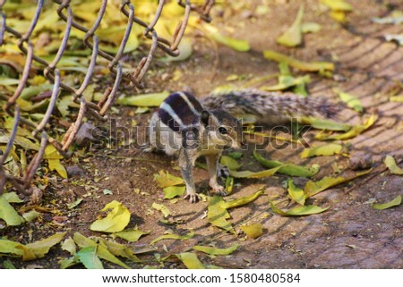 Garden squirrel...  Image was taken near Gir National Park,India 