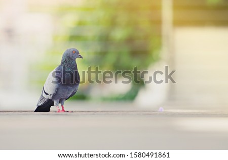 Pigeon on a ground or pavement in a city. Pigeon standing. Dove or pigeon on blurry background. Pigeon concept photo. Royalty-Free Stock Photo #1580491861