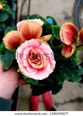 close up of an antique pink, Non-Stop begonia with red boots in the background