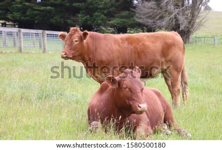 red angus limousin cross cattle resting lush grass 