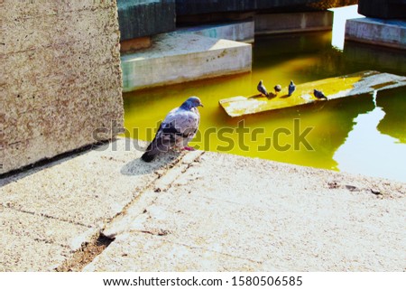 Closeup of a pigeon on a concrete panel.