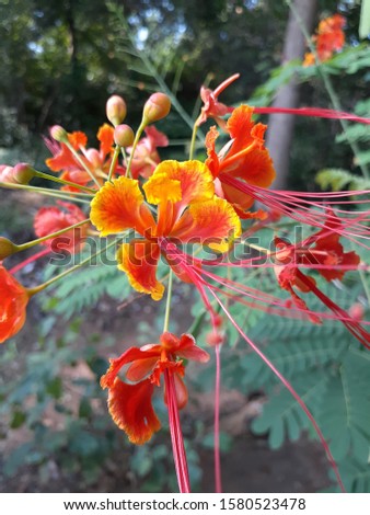 Beauty of colorful Caesalpinia pulcherrima flowers in Sri Lanka.