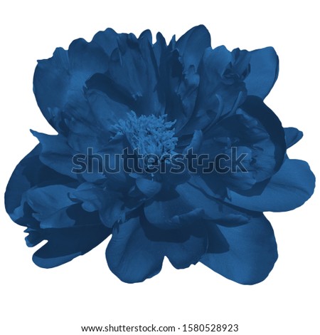 Trendy bright blue peony isolated on white background. For a bouquet Trend 2020 concept. Color of the year.