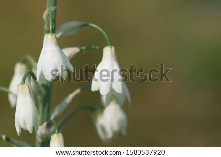 White flowers backlit on sunshine . Stock photo with shallow and soft blurred desaturated background.