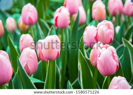 Spring colorful flowers. Tulips in the garden on the lawn. Beautiful spring floral background.