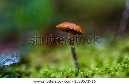 Close up of a small mushroom. Glowing greens with dew drops. Prepared with stacking focus close up. Nature picture suitable for background.
